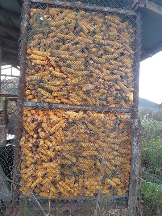 Vinzare porumb calite antiia