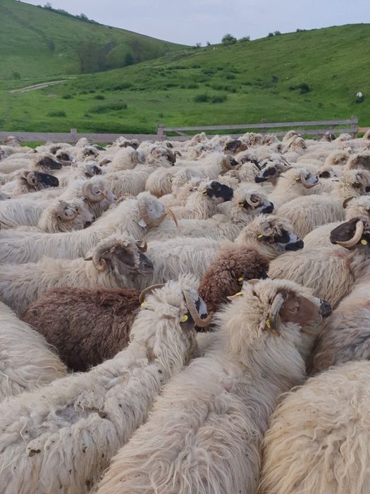 Se vand 250 de oi, toate tinere si gestante