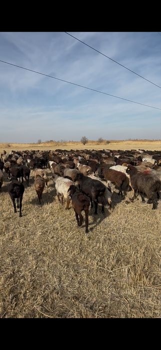 Саулыктар сатылады денсаулыктары жаксы