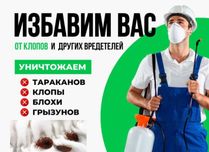 Уничтожение насекомых и грызунов. Гарантия