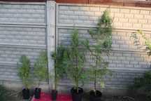 Lichidare Stoc Tuia Gigant Thuja Plicata Atrovirens Ornament Gard Viu