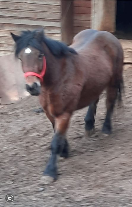 Vând mânza de 3 ani jumătate