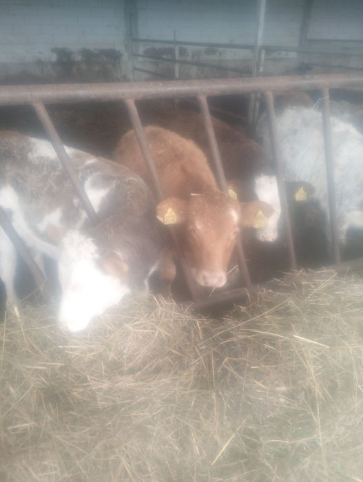 Viței și vițele .