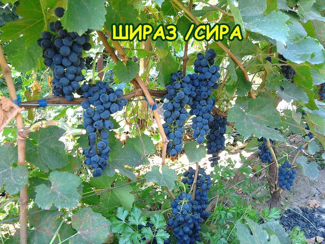 Саженцы винограда винных, для сока/технических сортов