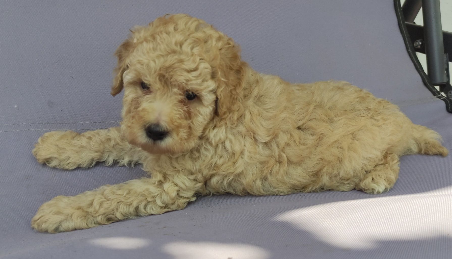 Той пудел / мини пудел /poodle toy