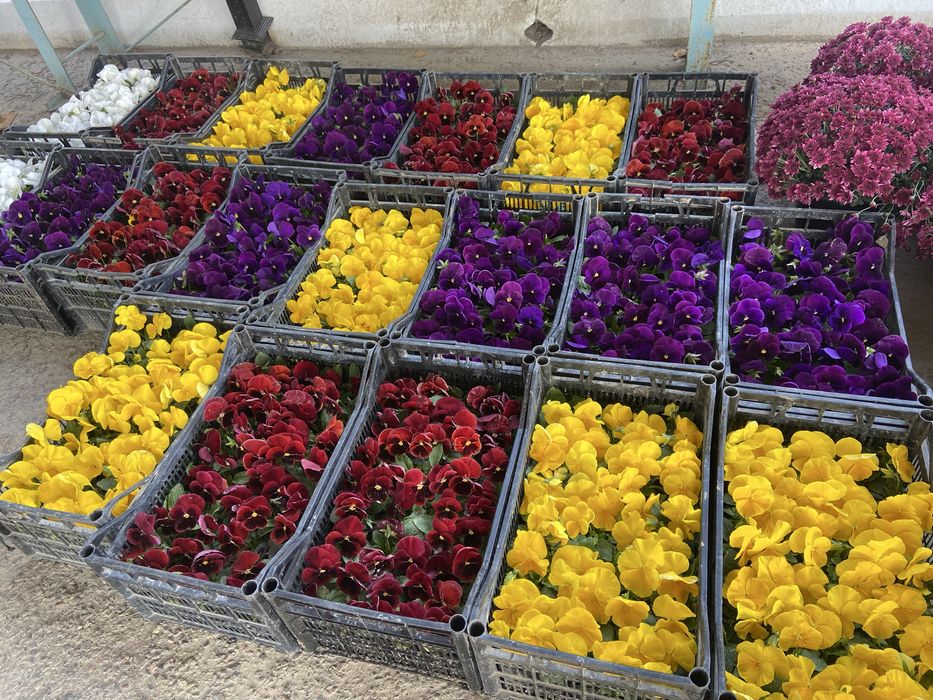 Mavsumiy viola gullari