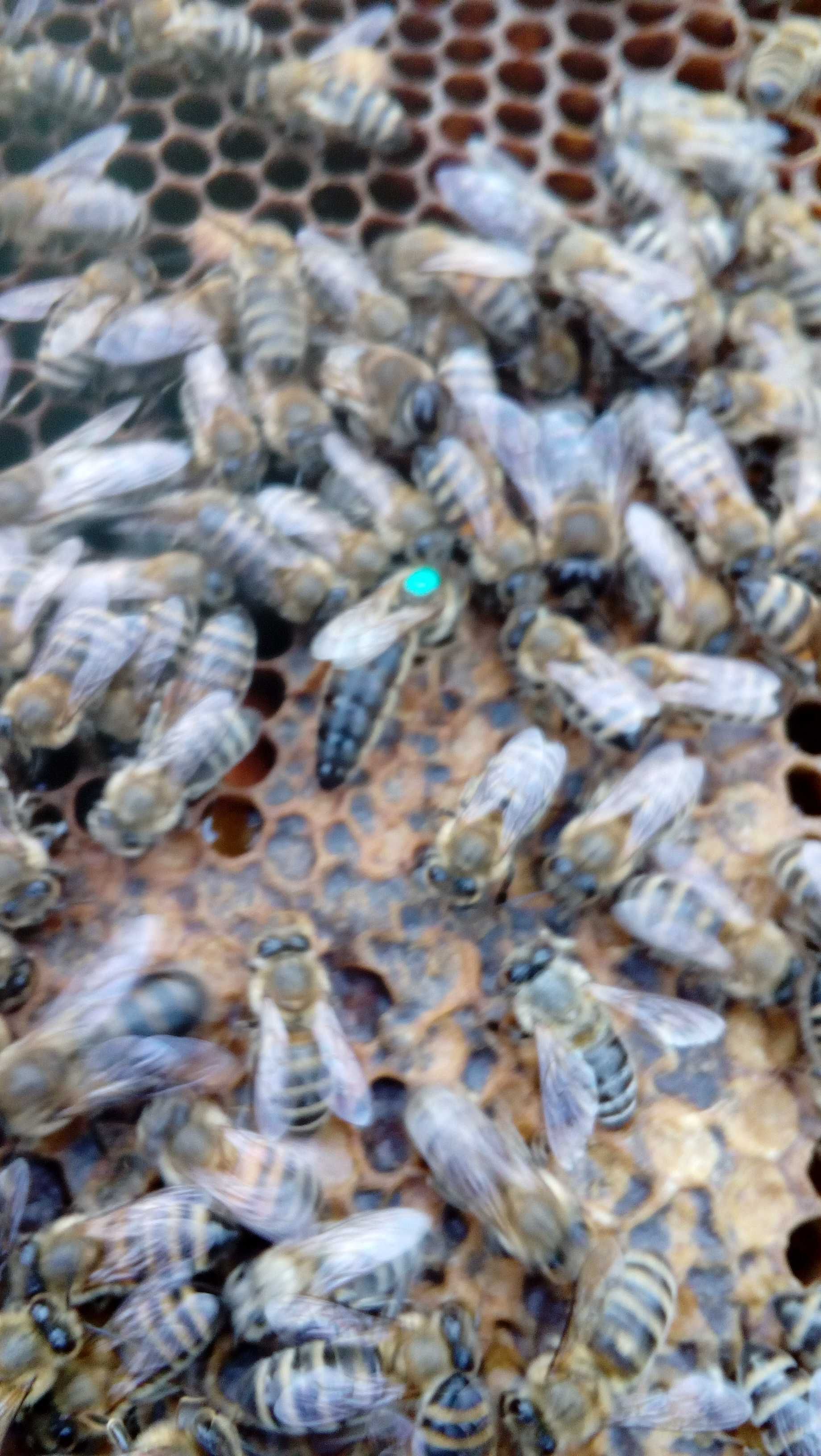 Familii albine de vanzare
