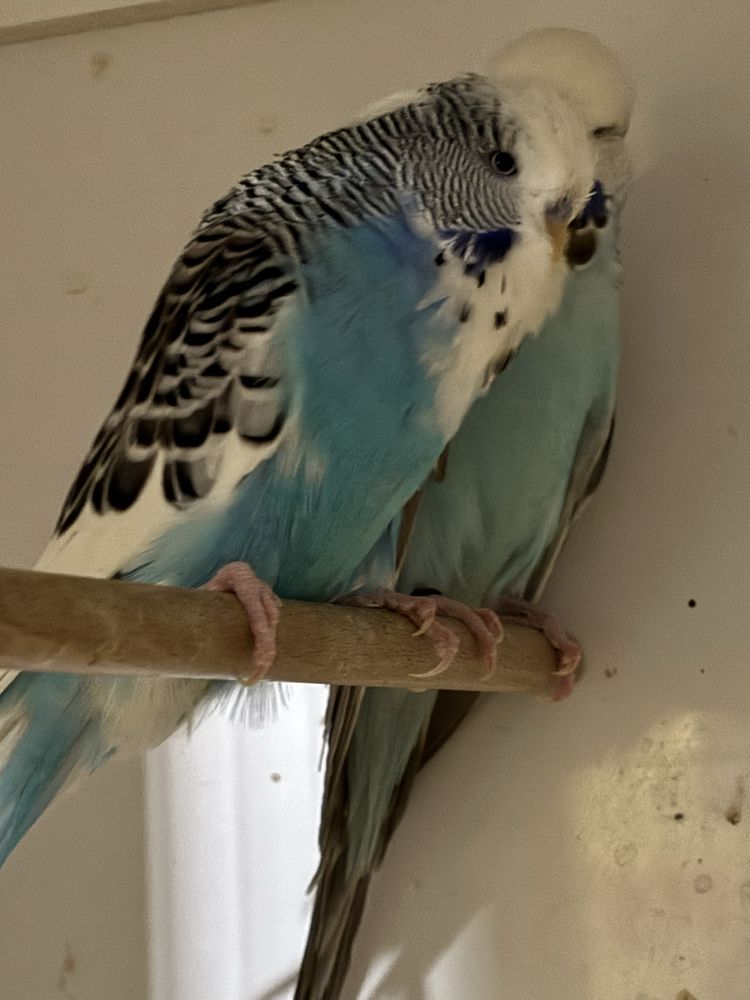 Perusi nimfe kakariki neophema agarponis canari zebre goud amandine bi