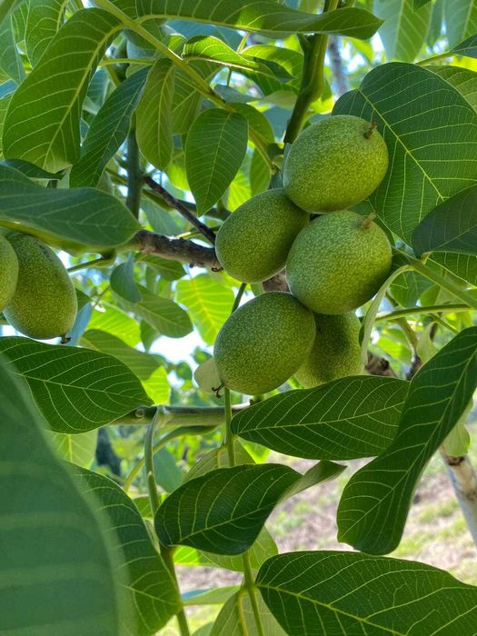 Орехи, дръвчета, фиданки, разсадник