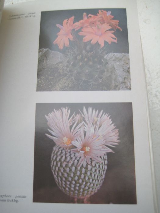 Книга о кактусах