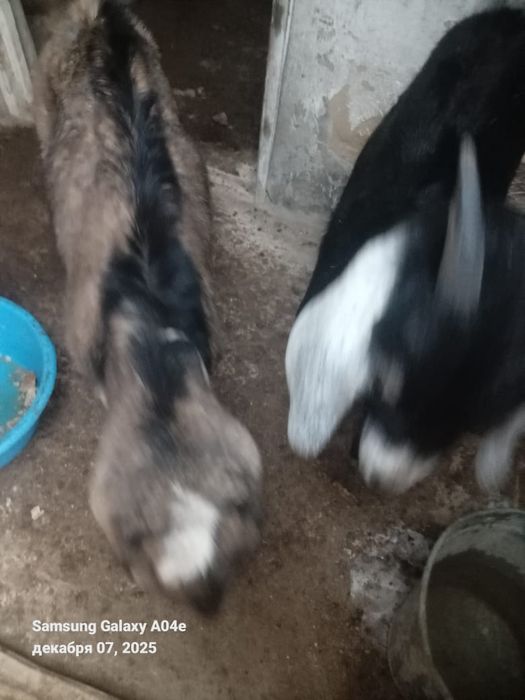 Альпи ешкілер сатылад