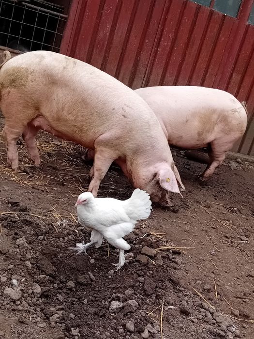 Vând ce se vede în poze