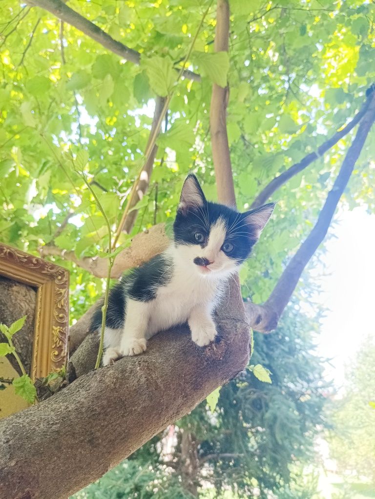 Котята отдам даром в добрые руки