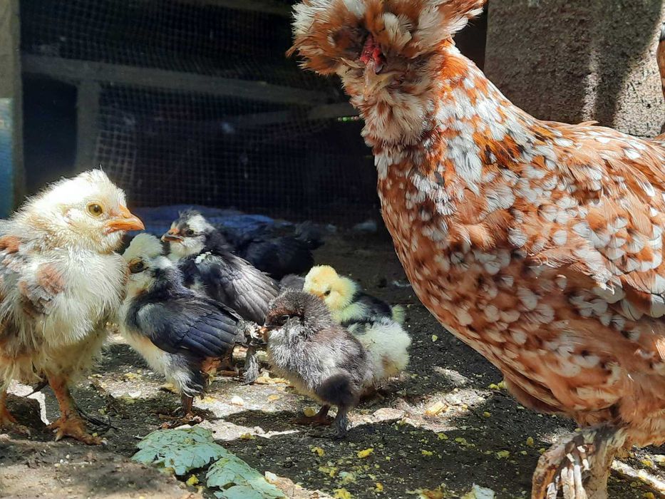 Оплодени яйца от Струмски бантам