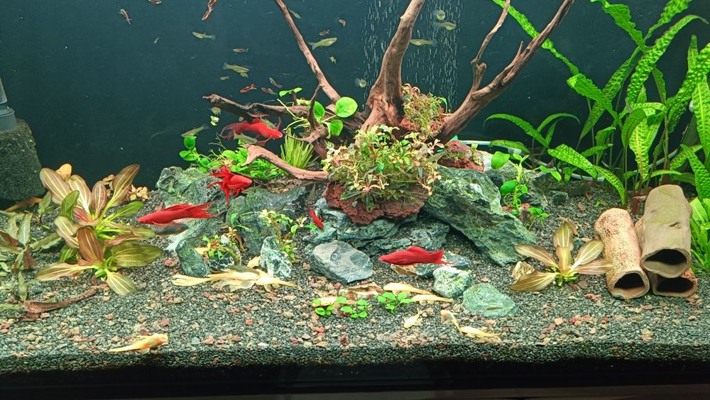 Pești acvariu (  guppy /  corydoras /creveți  )