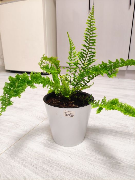 Папоротник Нефролепис королевский