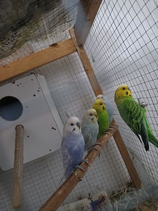 Popugaylar sotiladi tayyor ishlagan paralar parasi 250 mingdan