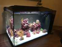 Acvariu marin de 52 litri