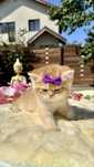 British Shorthair Chinchilla Gold - Cu Certificat Pedigree