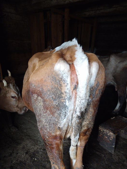 Vind o vaca baltata romaneasca