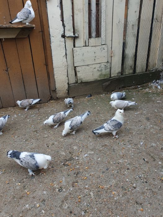 Porumbei santineti maturi și tineret