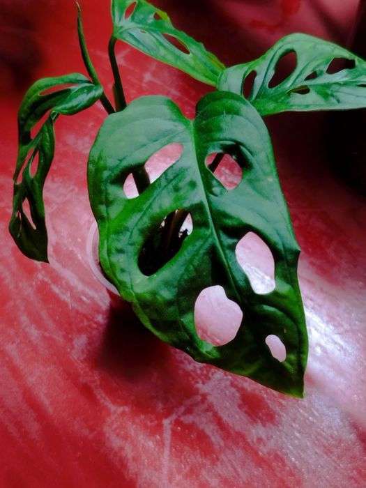 Набор неприхотливых комнатных лиан