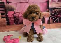 Пудел той /мини Poodle toy с родословие елитна кръвна линия