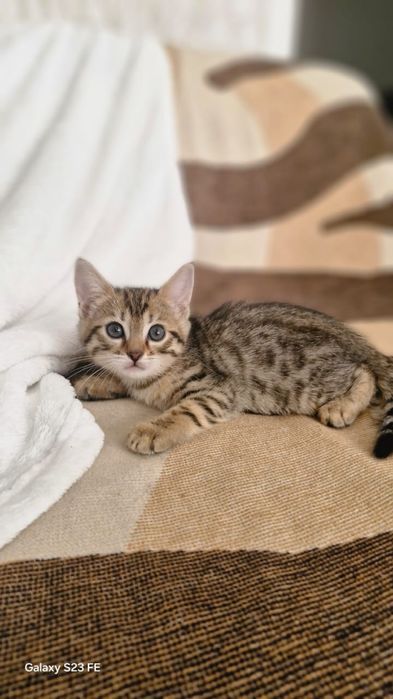 Котенок отдам в хорошие руки