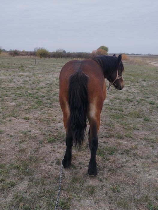 Vind o minza de un an jumate