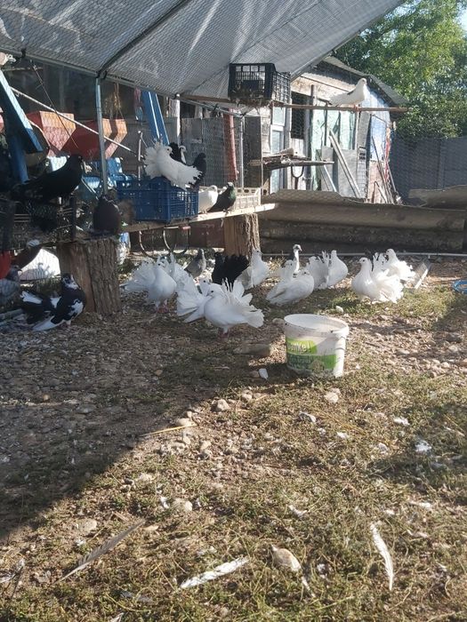 Vând porumbei până și roleri