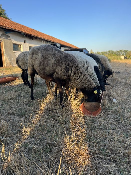 Oi rasa romanov pura