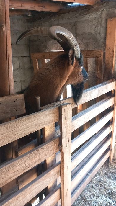 Țap Alpin francez rasă pură din gemeni