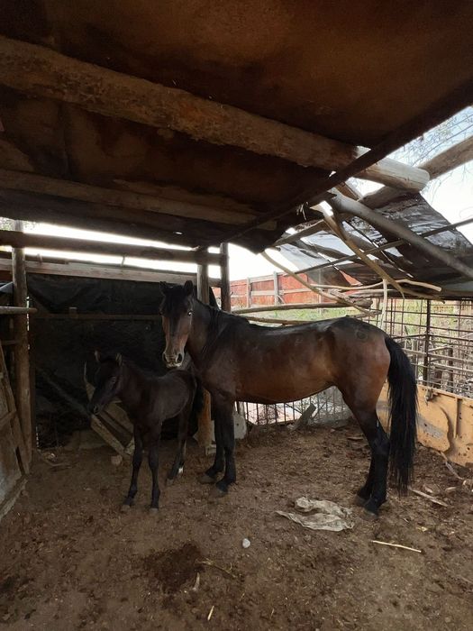 Құлынды бие сатылады