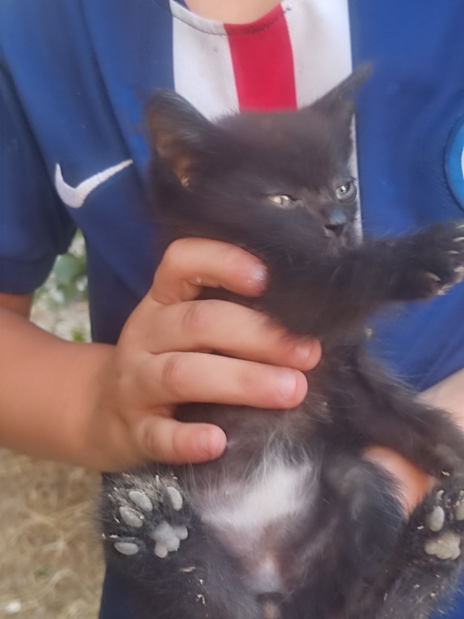 В добрые руки.  4 котенка и один щенок . Пол к сожалению не знаю .