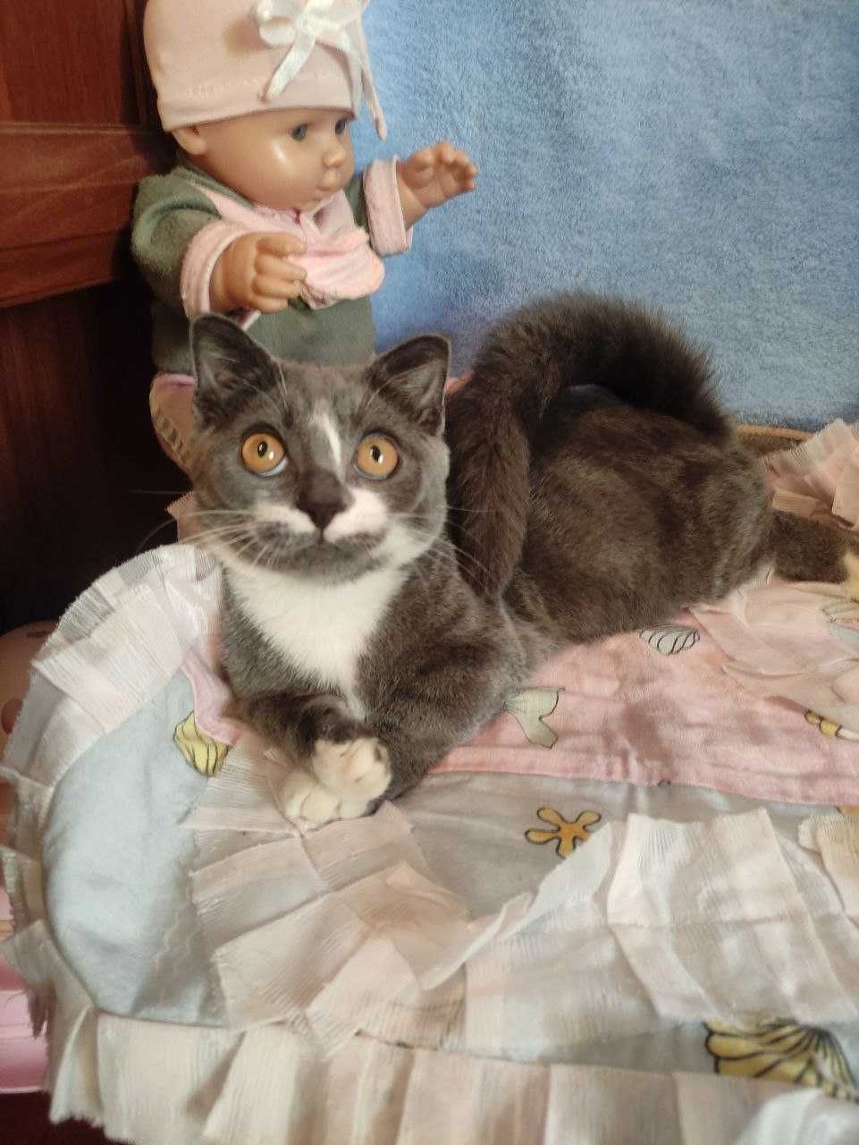 Продается котенок манчкин мальчик