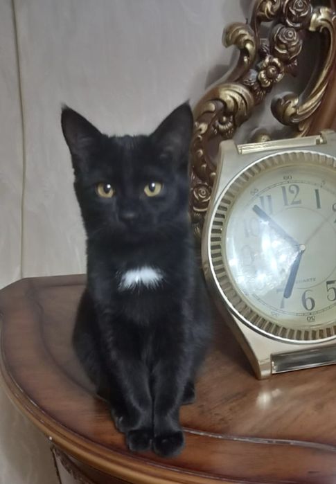 Котенок девочка 2 месяц