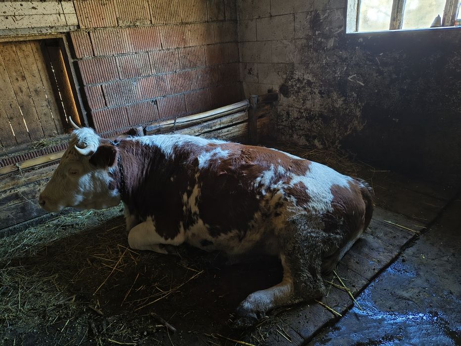 Vaca și juninca de vanzare