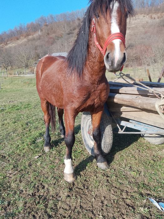 Vând armăsar de 4 ani