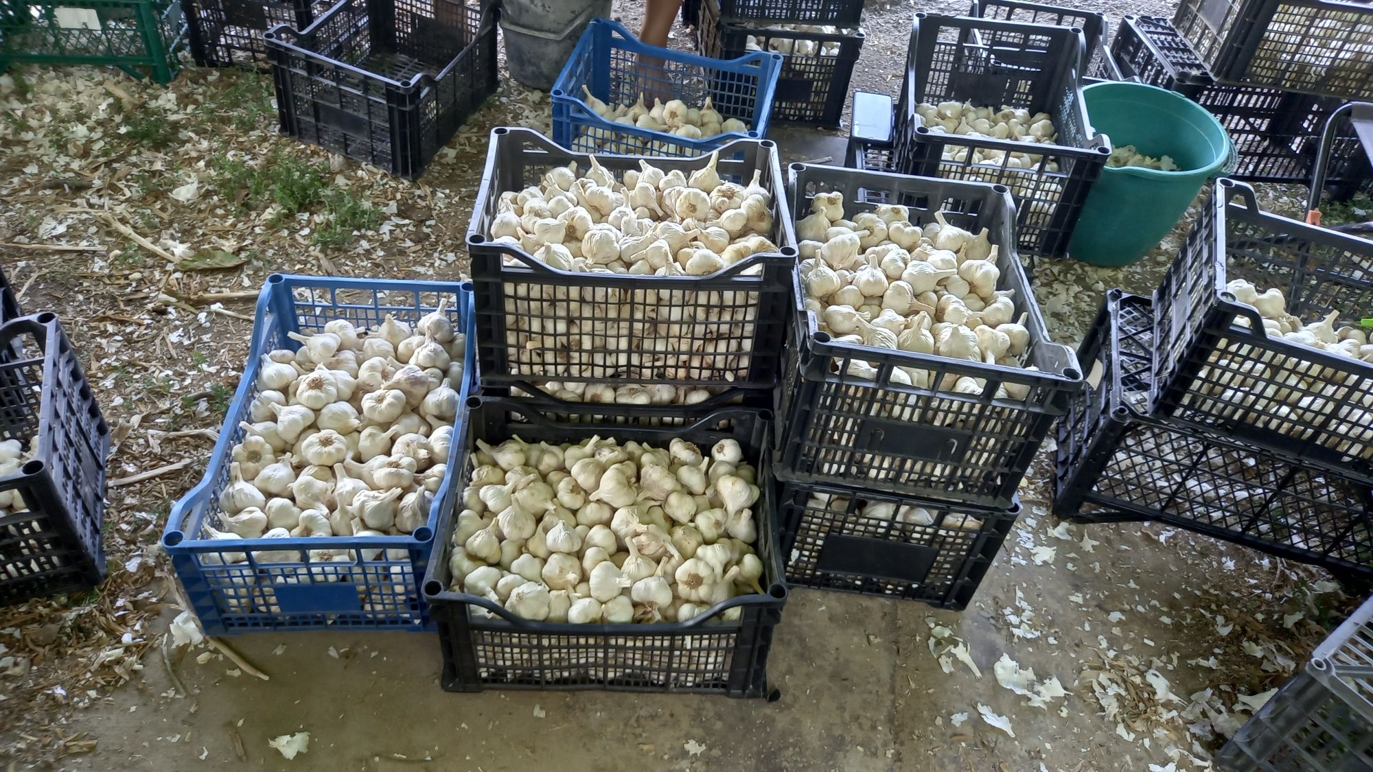 Чесън от село Садина
