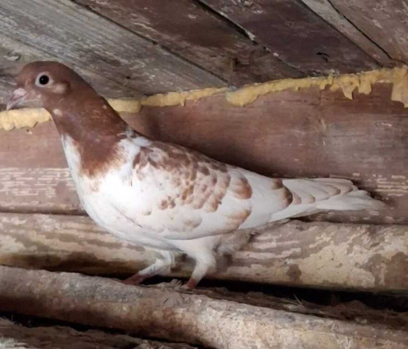 голуби продам молодеж недорого  торг