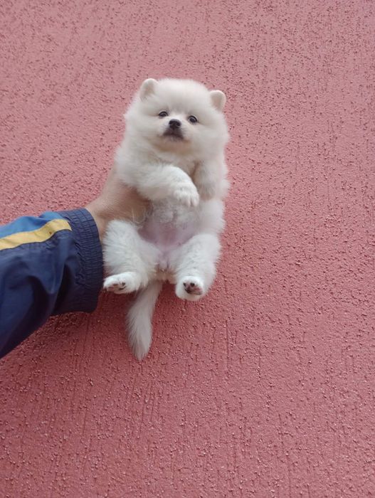 Бели Померани !!