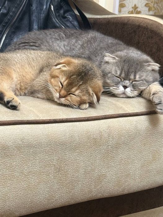 котик золотой шиншиллы