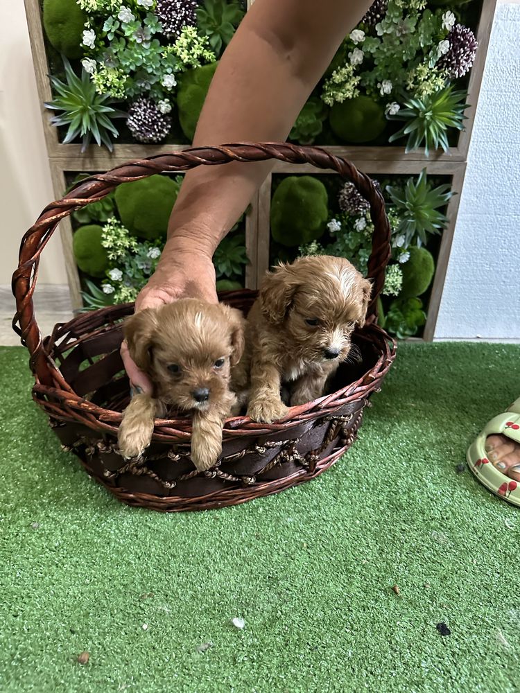 Кавапу/Cavapoo.