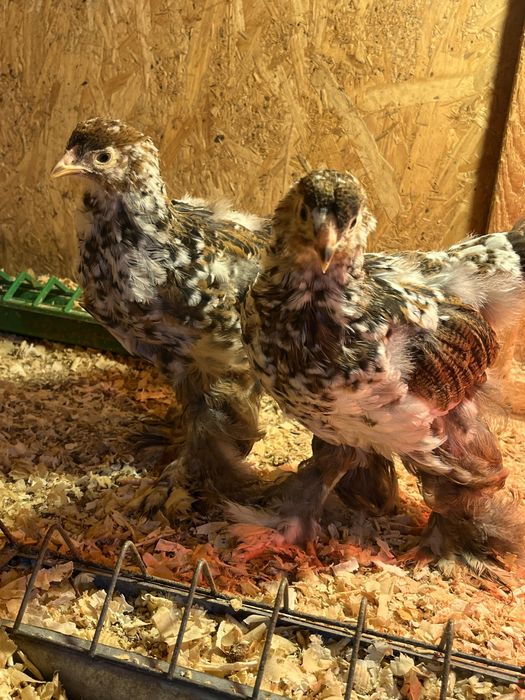 Puicute brahma portelan