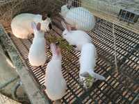 Pui de iepure metis Californian/Uriaș de Transilvania, vaccinați