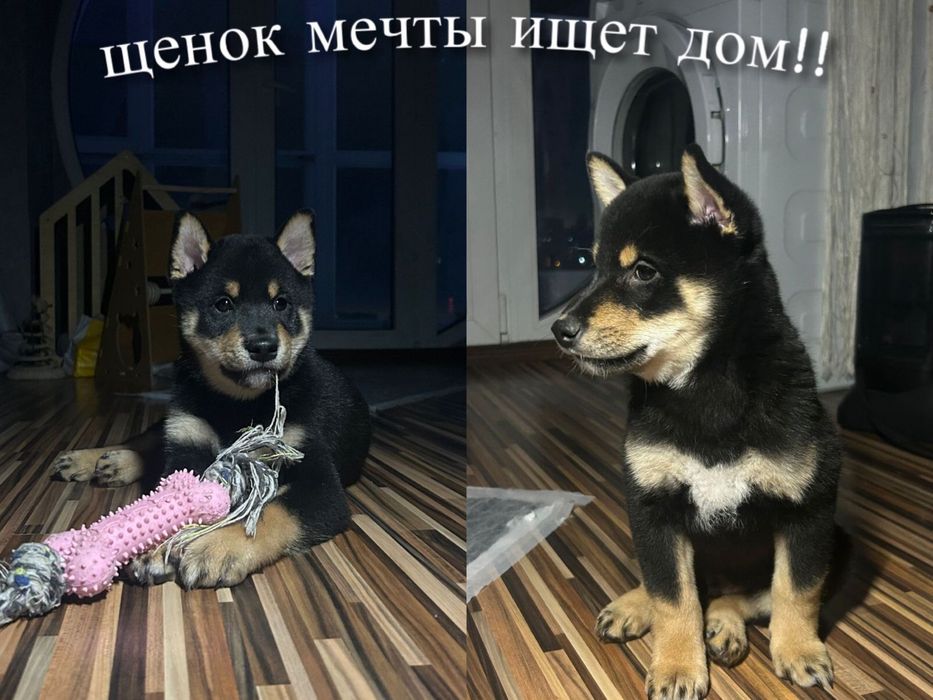 Продается  щенок Сиба-ину от титулованных родителей