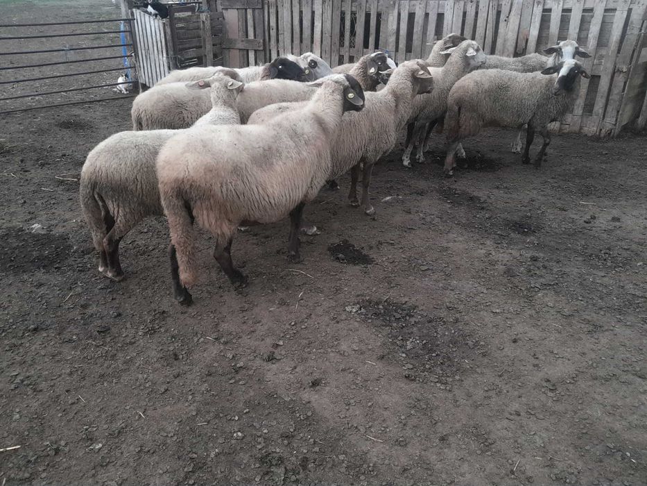Продавам 10 овце  , всички са бременни