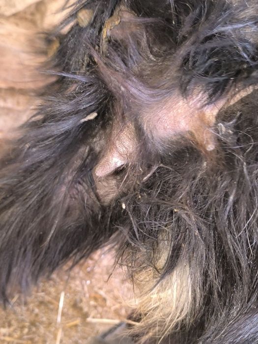 Echki sotiladi bugʻuz