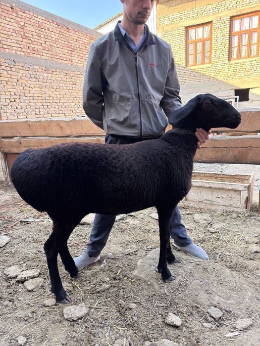 Arashan qõy soriladi