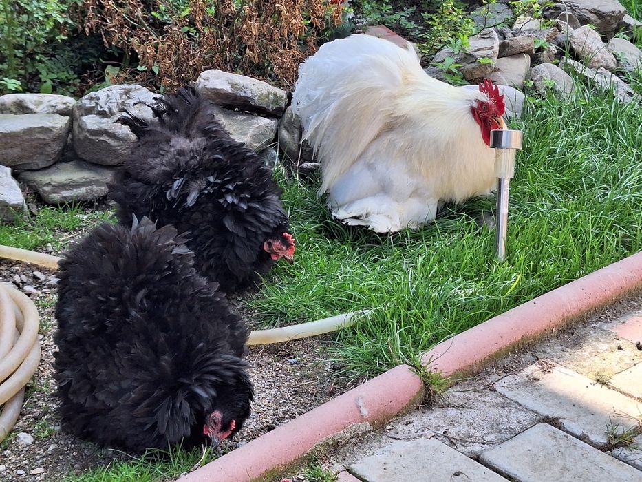 Cochinchina pitic ouă de incubat